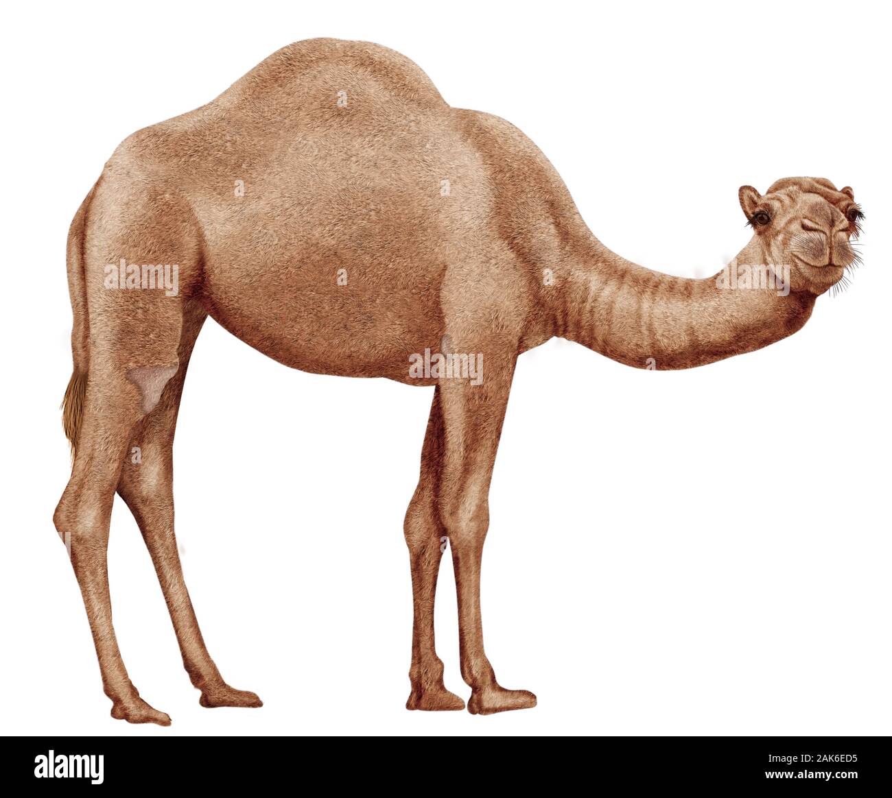 camel realistic illustration Stock Photo - Alamy