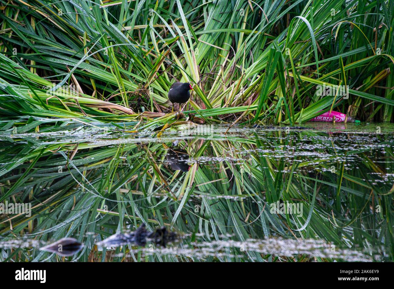 A moorhen (Gallinula chloropus) by the edge of a lake, reflected in the water Stock Photo