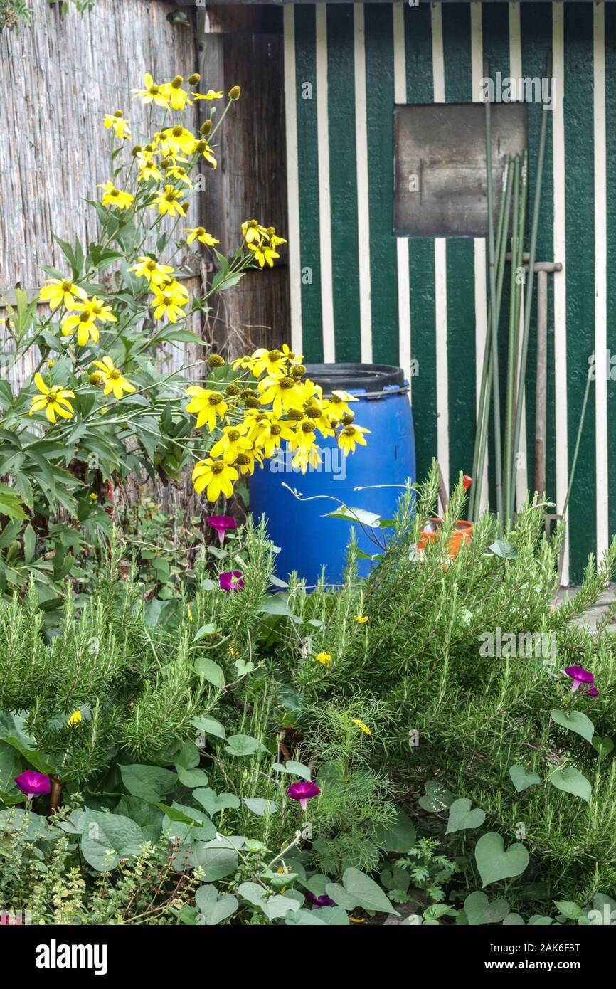 Garden water barrel for rainwater, Allotment garden shed Stock Photo