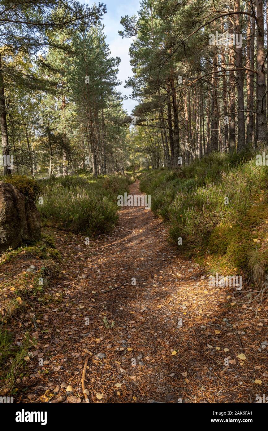 Bike track at Abernethy Nature Reserve in the Cairngorms National Park. Stock Photo
