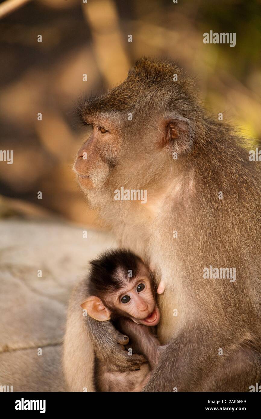 Mother and infant, sacred monkey forest, Ubud Stock Photo