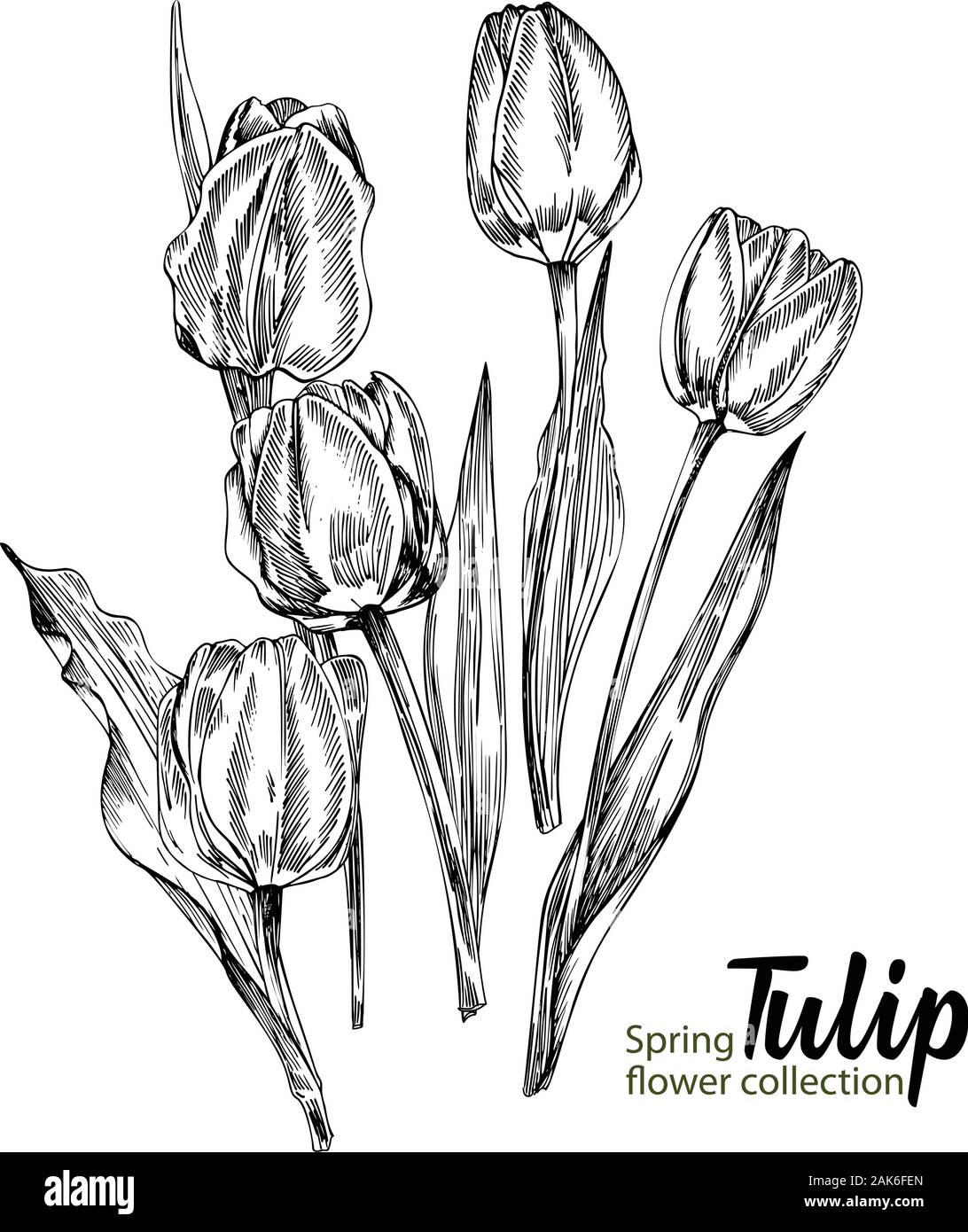 tulips pencil drawing