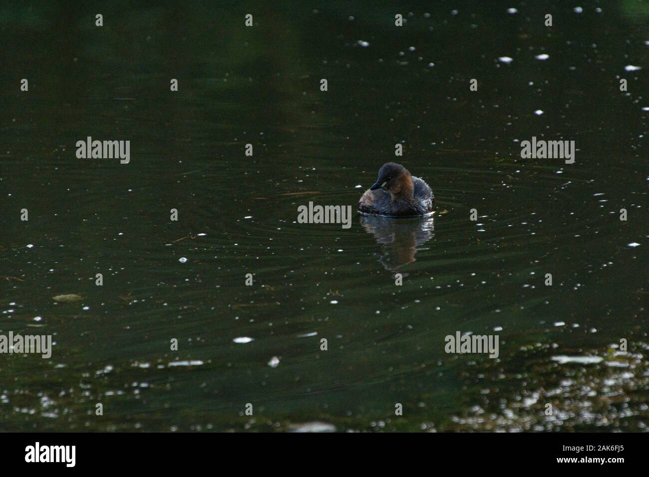 A little grebe (Tachybaptus ruficollis) Stock Photo