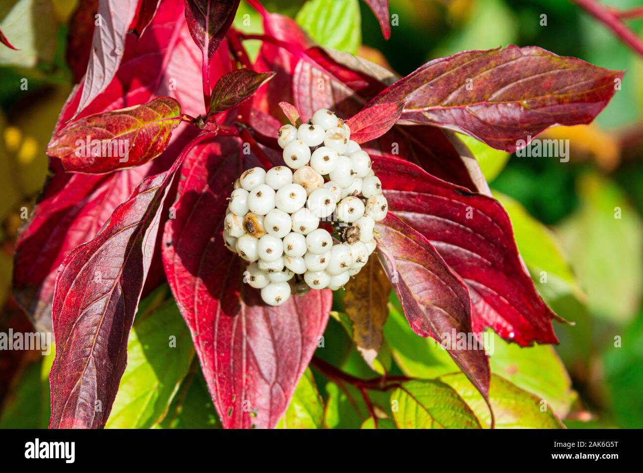 The white berries of a red-barked dogwood (Cornus alba) Stock Photo
