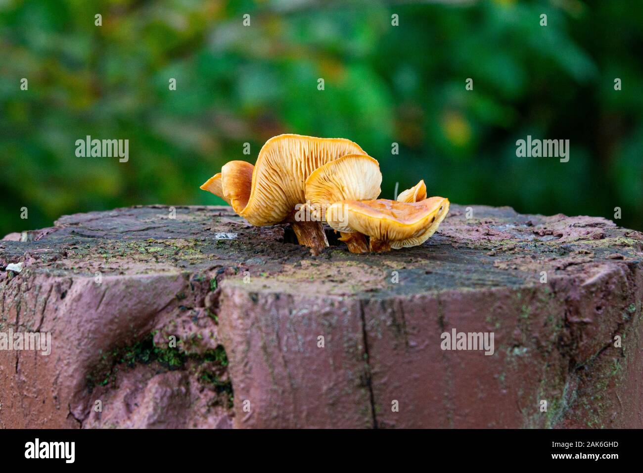 Fungi growing on a fence post Stock Photo