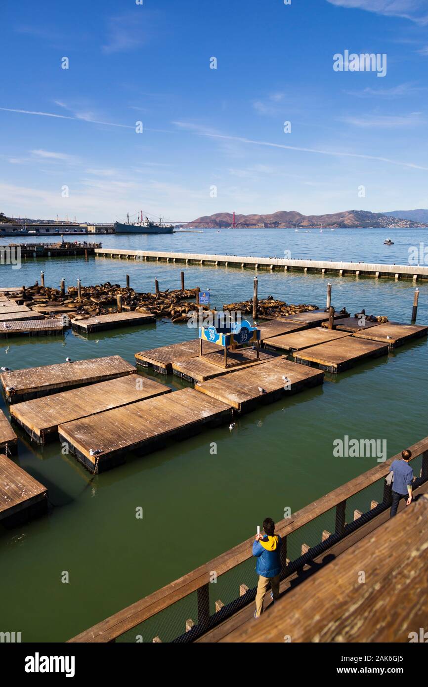 California Seal Lions, zalophus californianus,  at Pier 39, Fishermans Wharf, San Francisco, California, United States of America Stock Photo
