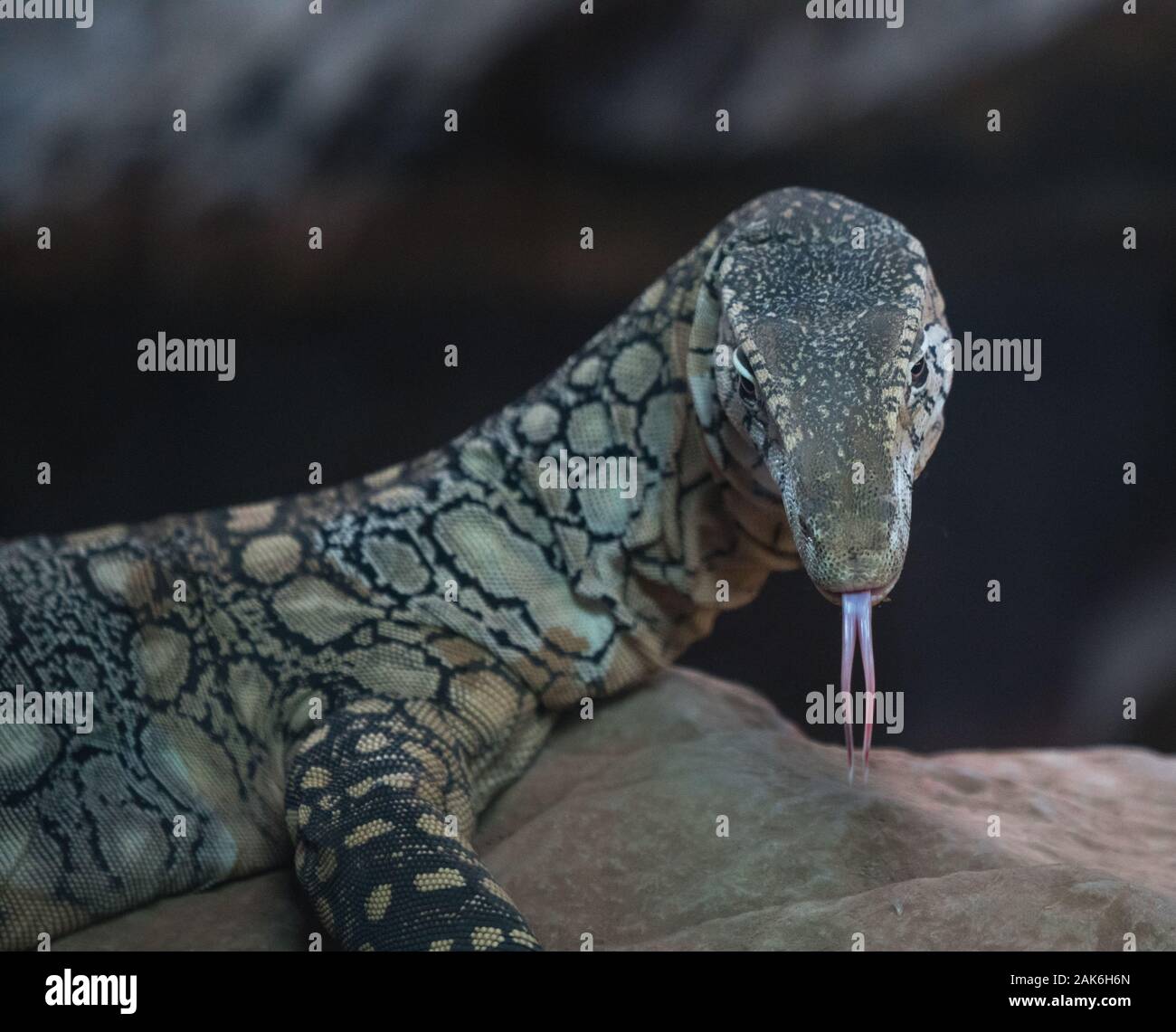 Perentie monitor lizard flicks out it's tongue to smell the air. Stock Photo