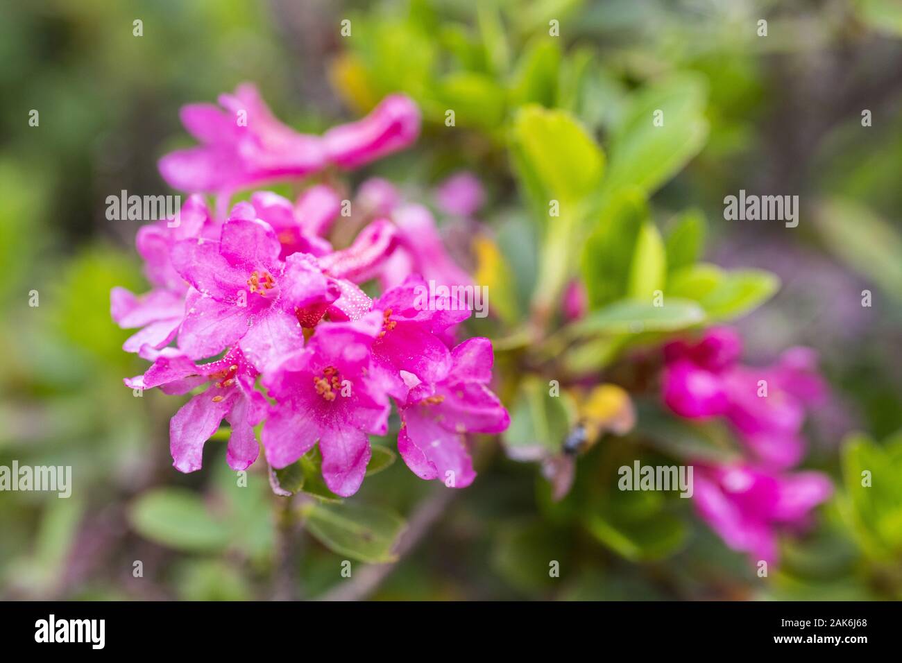 Bluehende Alpenrosen, Allgaeu | usage worldwide Stock Photo