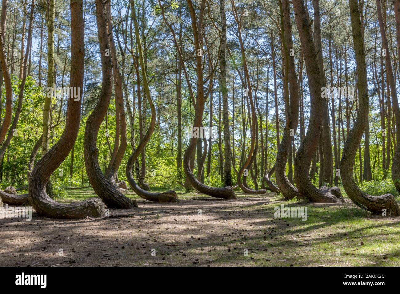 Gryfino (Greifenhagen): Krummer Wald, Staemme der rund 400 Kiefern sind wenige cm ueber dem Boden geknickt und wachsen dann in einem Bogen wieder in d Stock Photo