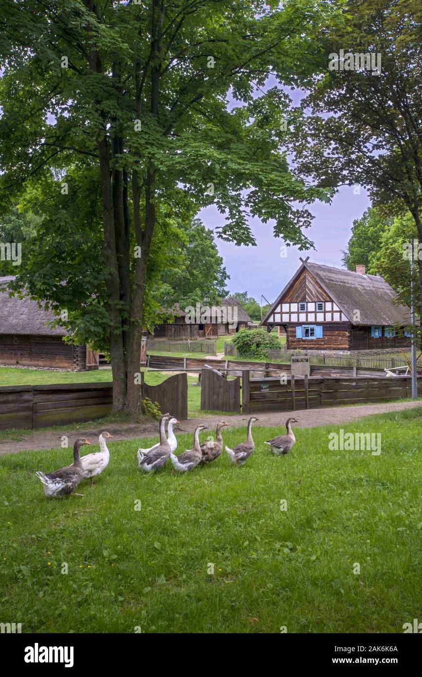 Olsztynek (Hohenstein): Freilichtmuseum mit typischen Bauten aus dem Weichselland, Ermland und den Masuren, Danzig | usage worldwide Stock Photo