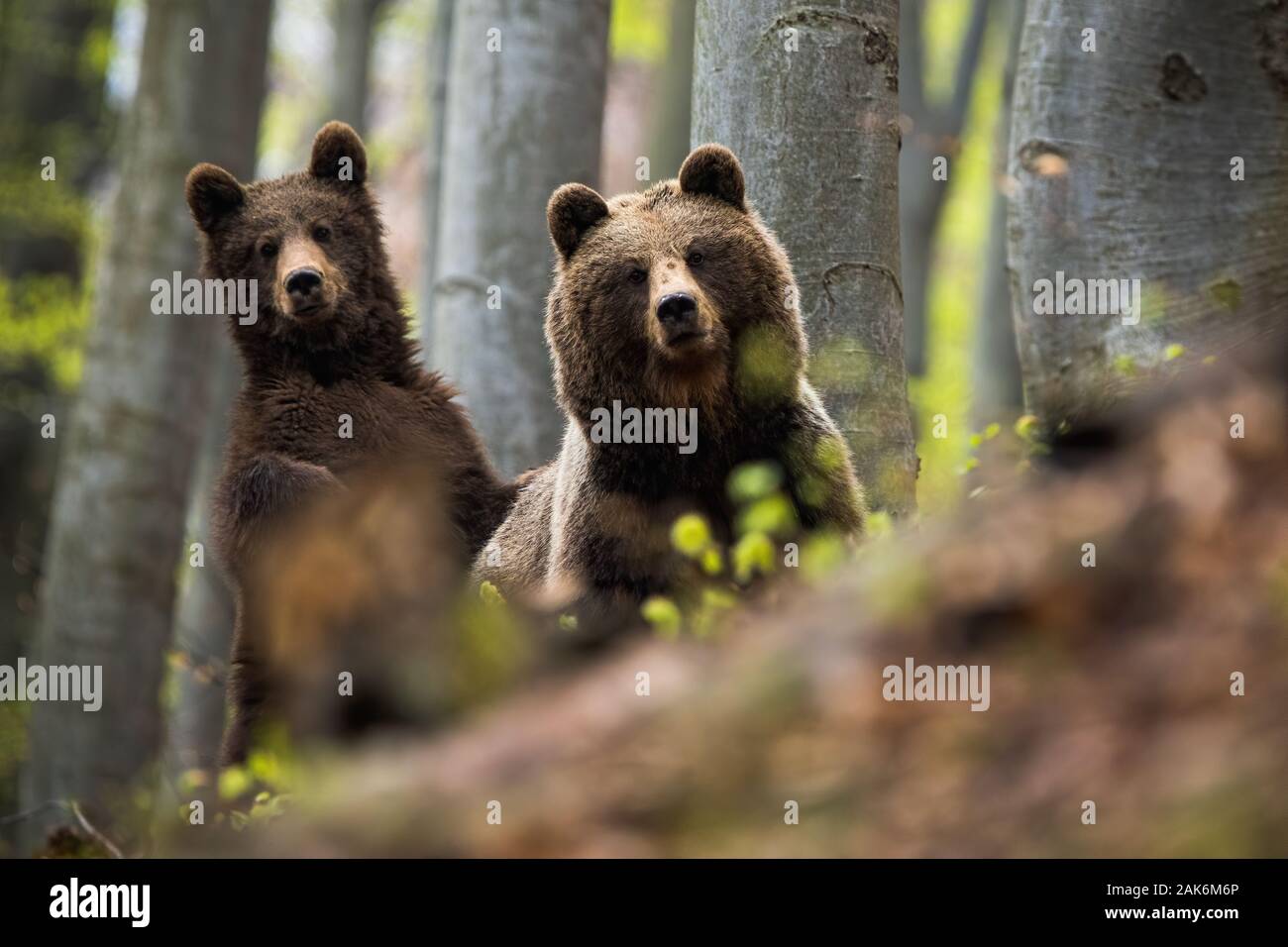 Female of brown bear together with her cub in the woods Stock Photo - Alamy