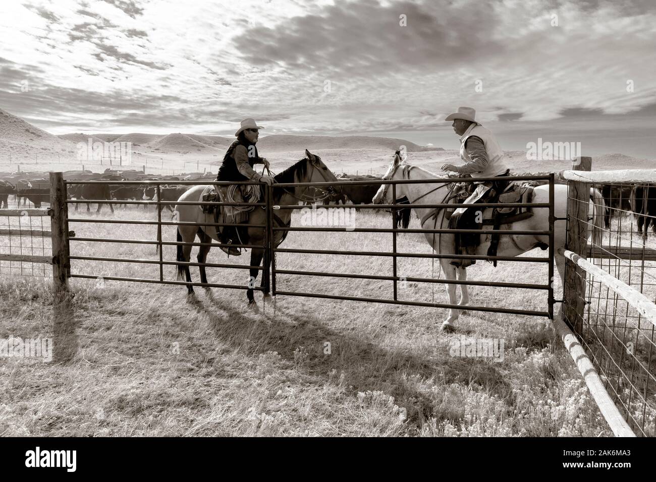 WY0413400BW....WYOMING Cowboys at a cattle round up on the Willow
