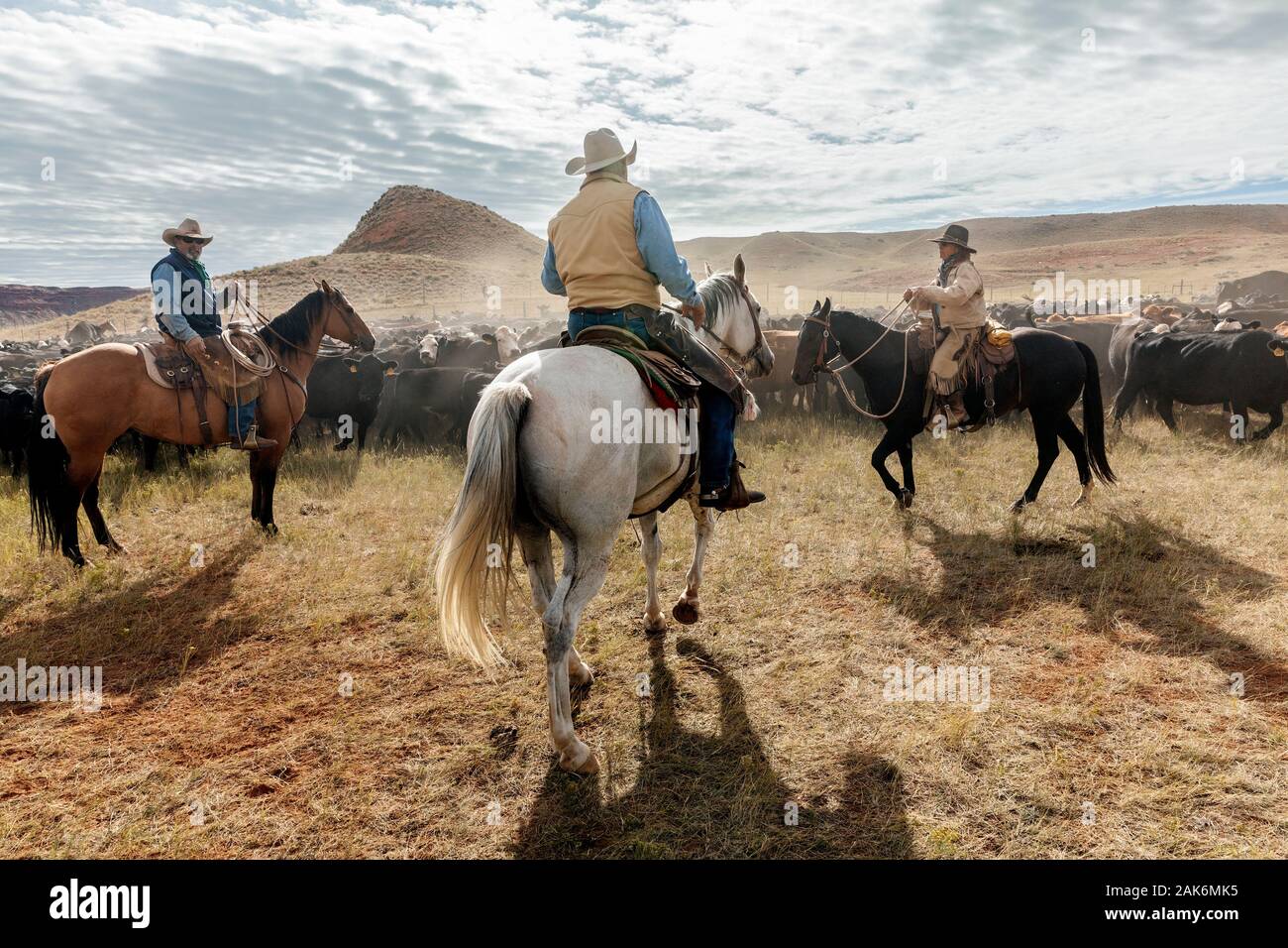 WY04135-00...WYOMING - Cowboys and Cowgirl at a cattle round up on the Willow Creek Ranch. Stock Photo