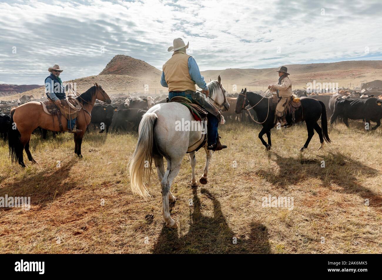 WY04135-00...WYOMING - Cowboys and Cowgirl at a cattle round  up on the Willow Creek Ranch. Stock Photo