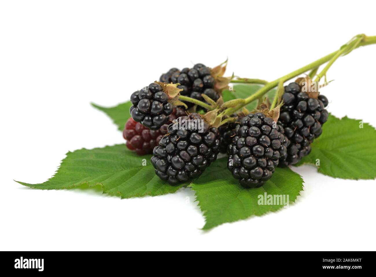Blackberries against a white background Stock Photo