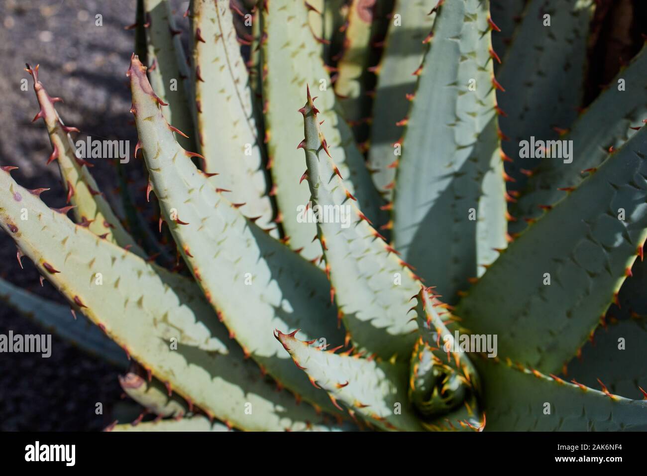 aloe vera plant on the Canary Islands, Lanzarote Stock Photo - Alamy