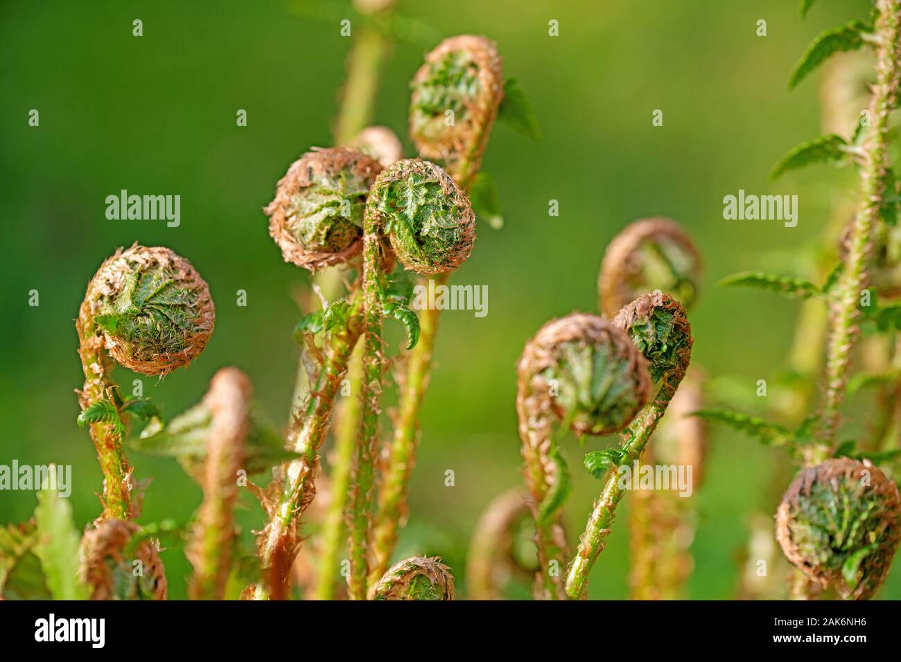 Fern, leaf buds, osmunda regalis Stock Photo