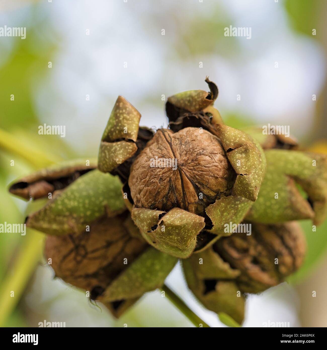 Walnuts just before harvest Stock Photo