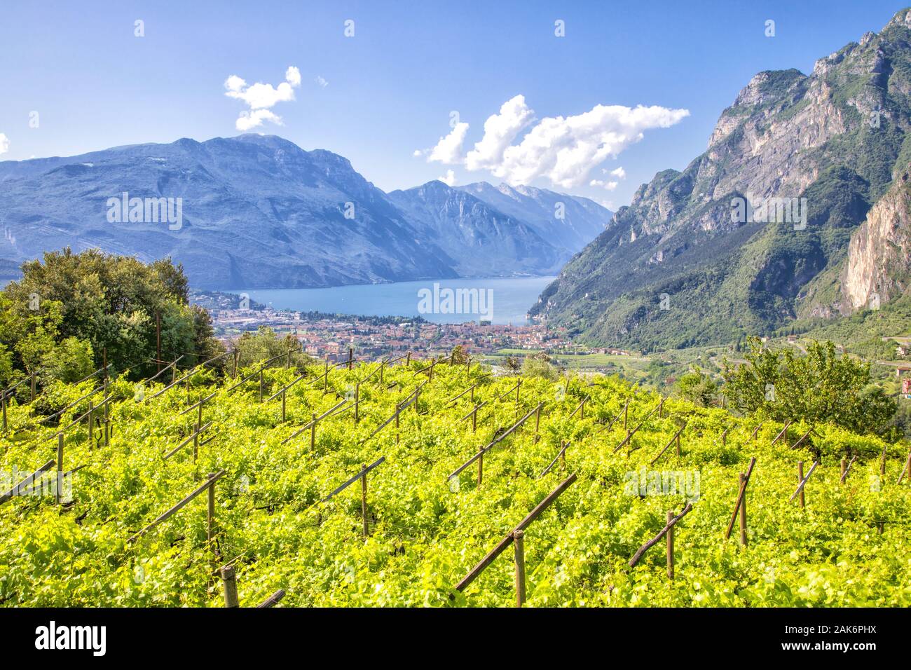 Trient/Riva del Garda: Riva, Blick von den Weingaerten oberhalb der Stadt auf Gardasee und Monte Baldo, Gardasee | usage worldwide Stock Photo
