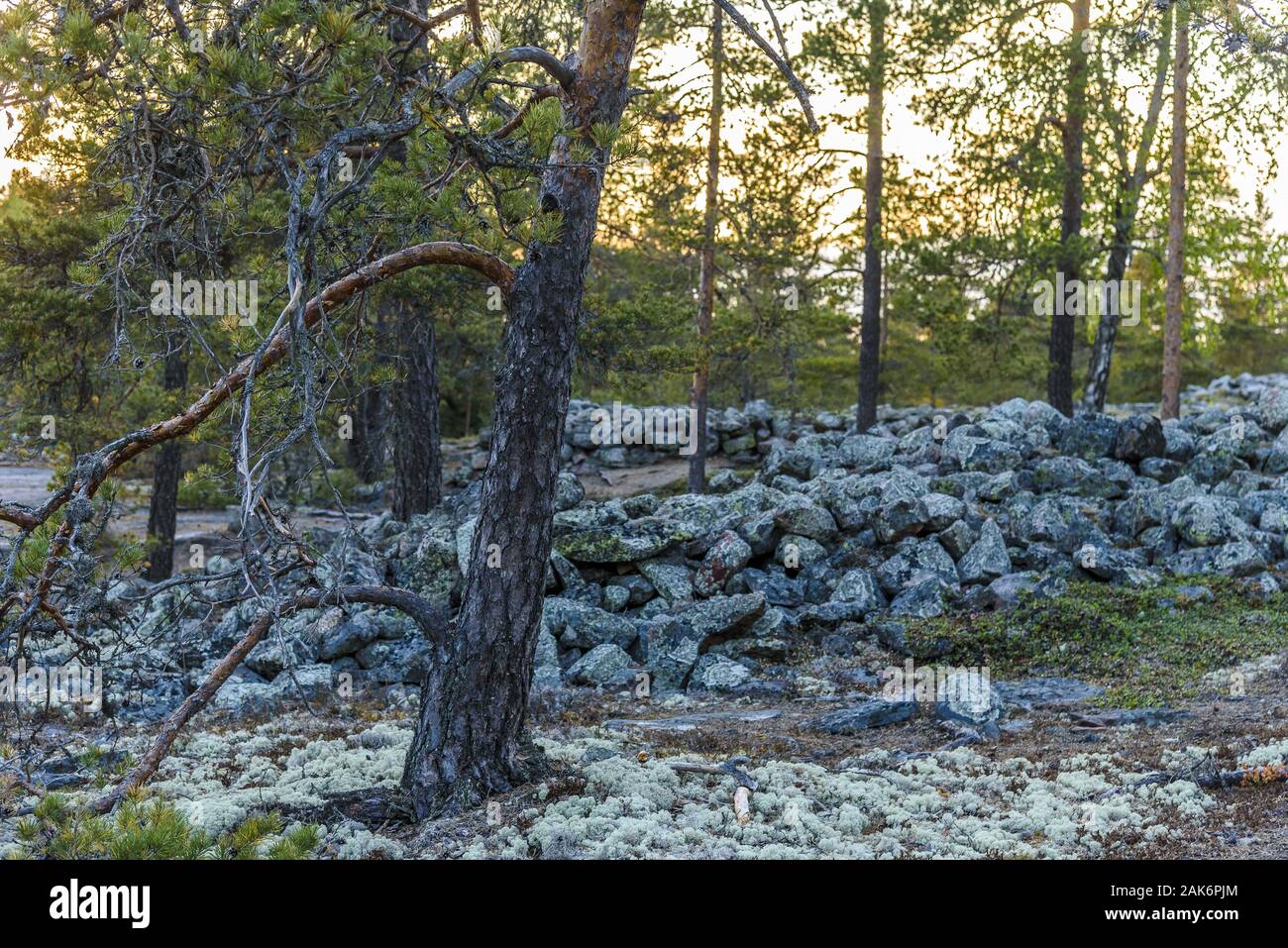 Lappi: Sammallahdenmaeki, Huegel mit 36 bronzezeitlichen Steinhaufengraebern, Finnland | usage worldwide Stock Photo