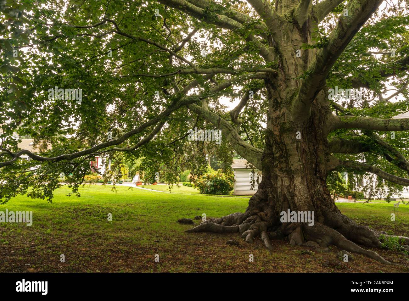 Large oak tree provides shade in Rhode Island Stock Photo Alamy