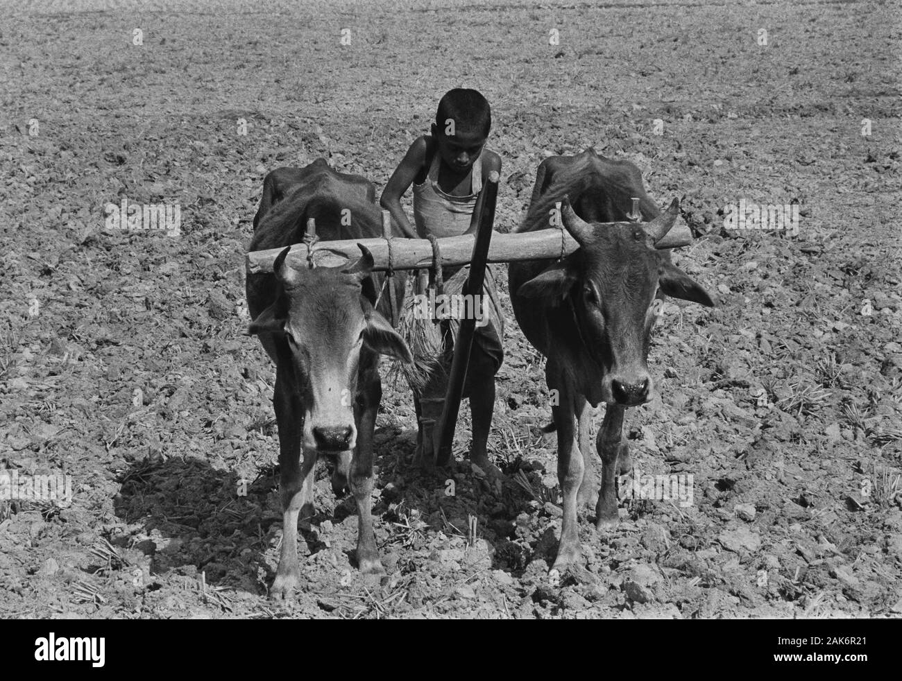 12/30/30 Sandwip chor boy ploughing rice field Stock Photo