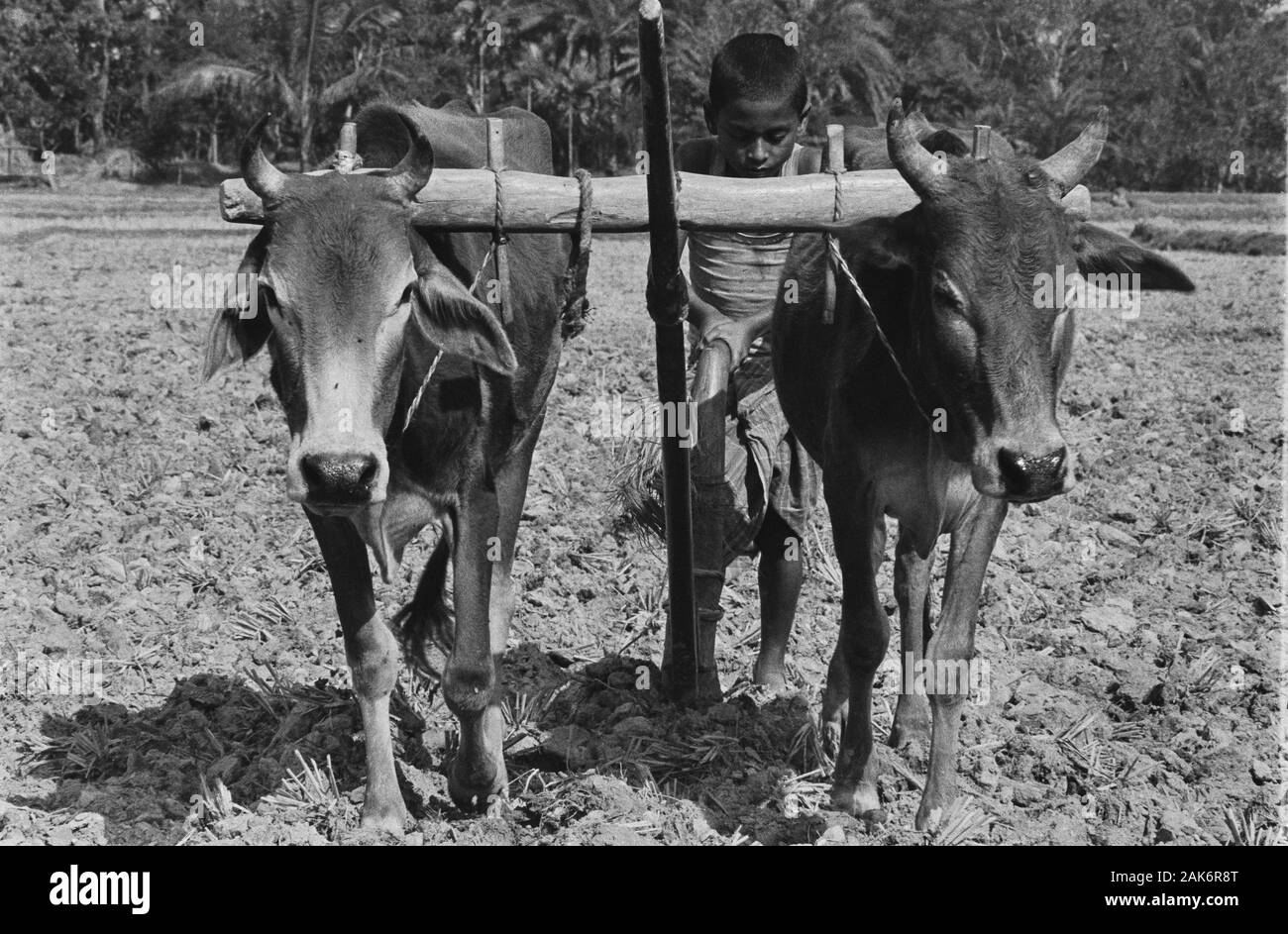 12/30/30 Uri Char boy ploughing rice field Stock Photo