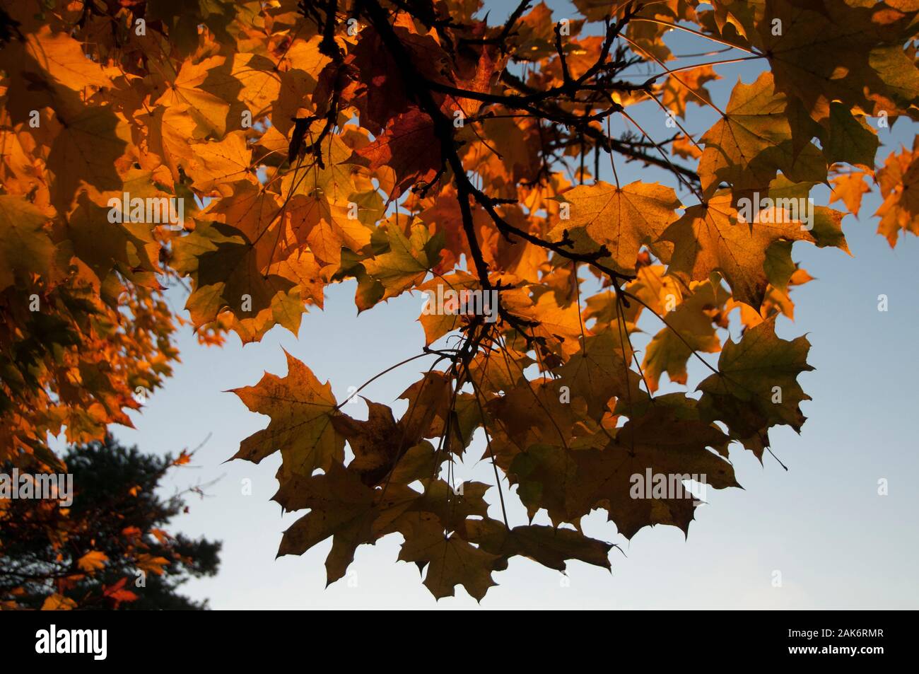 Maple tree species hi-res stock photography and images - Alamy