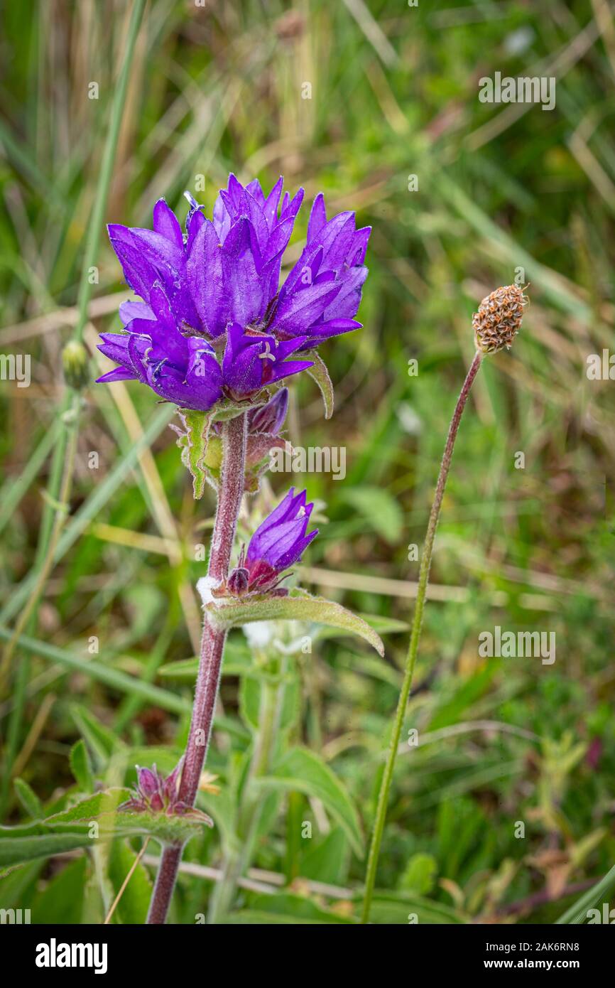 Clustered Bellflower or Dane's blood growing wild at St Cyrus nature reserve in Scotland. Stock Photo