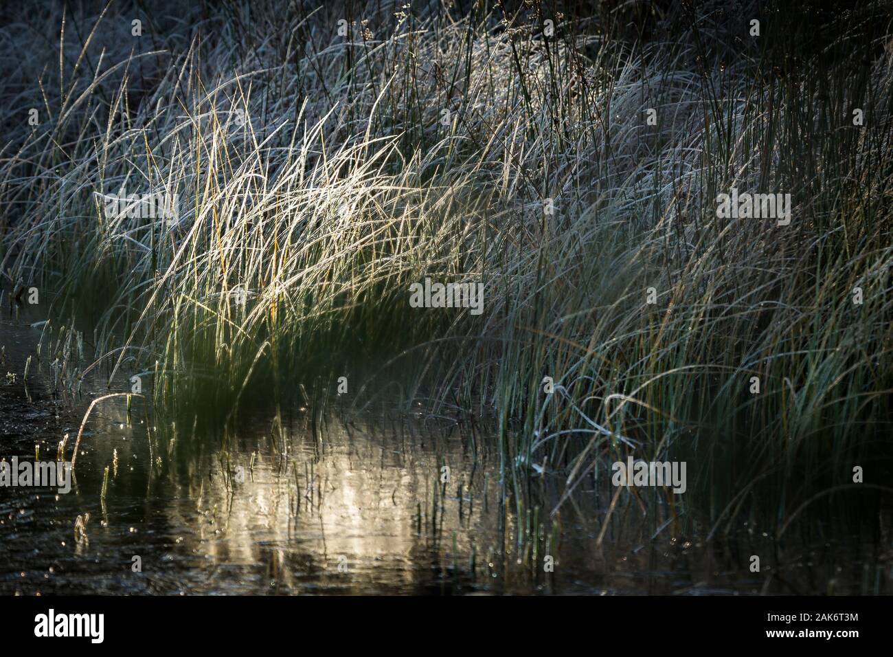 Frosty Grass by Loch Garten in the Cairngorms National Park of Scotland. Stock Photo