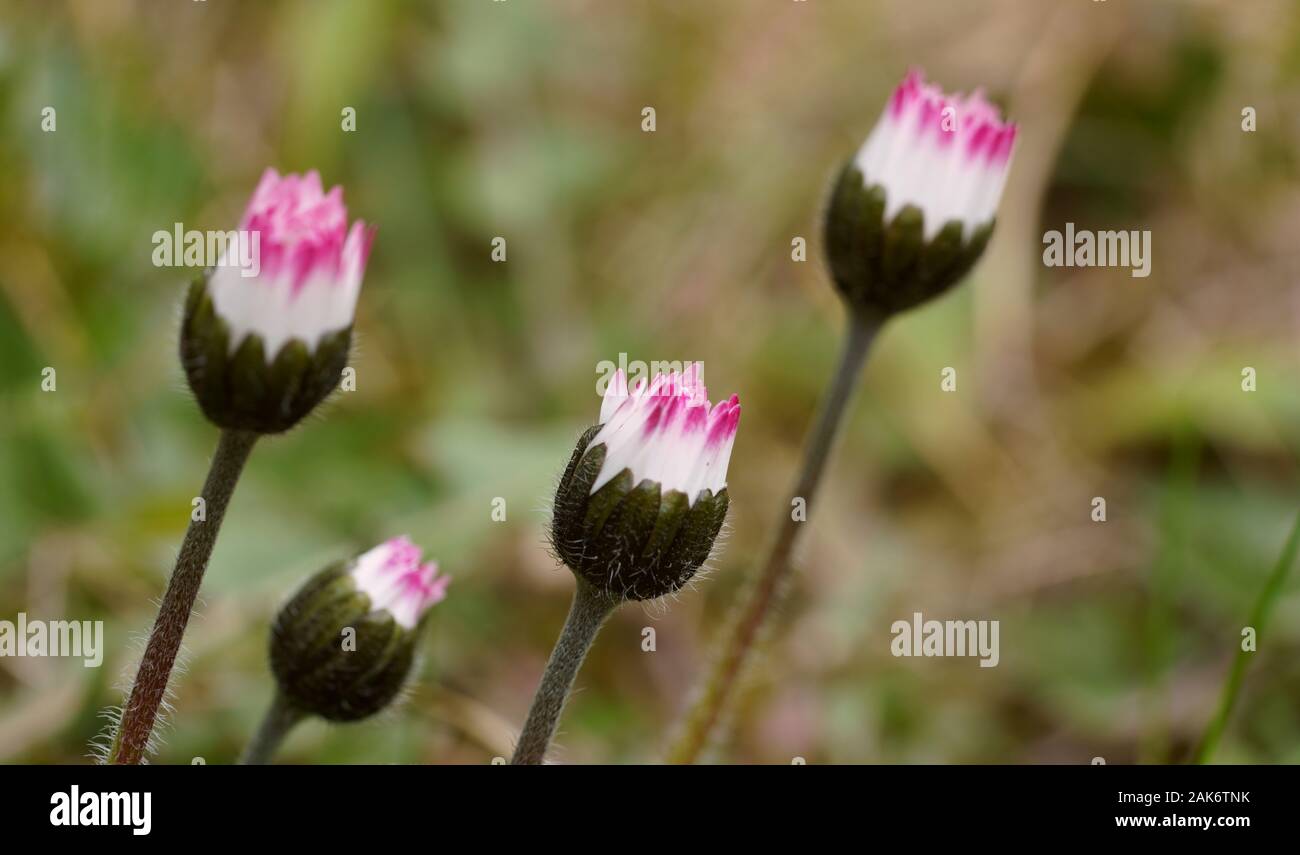 Close up of pink daisy flowers Stock Photo