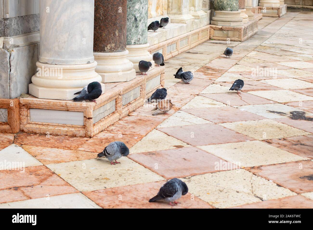 Flight of pigeons, pidgeons, marble pavement, tiles, tilded, birds, gathered, nature, fountain, columns, venice, italy, wildlife, pests, concept Stock Photo