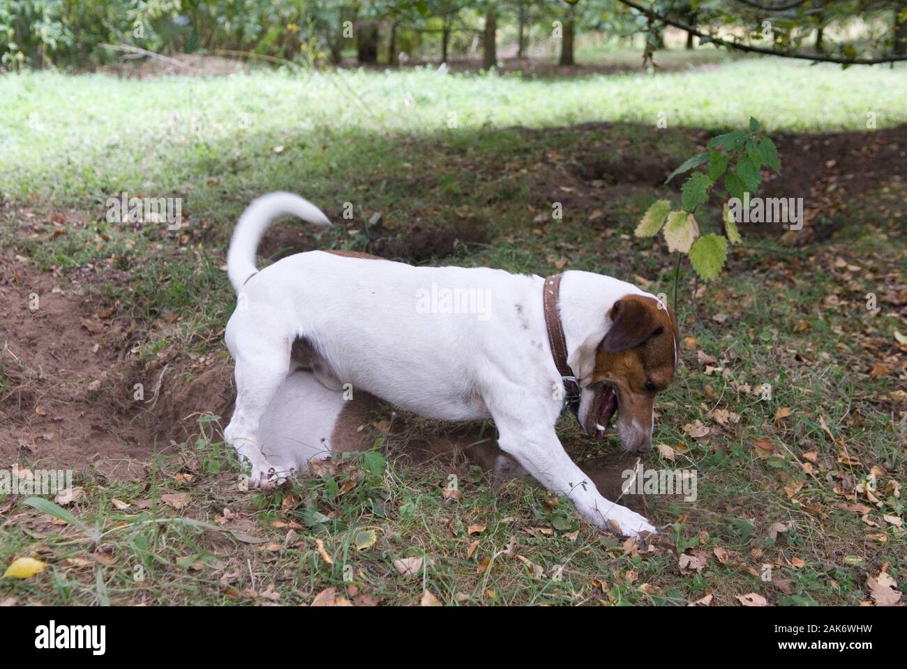 Rabbit dig hi-res stock photography and images - Alamy