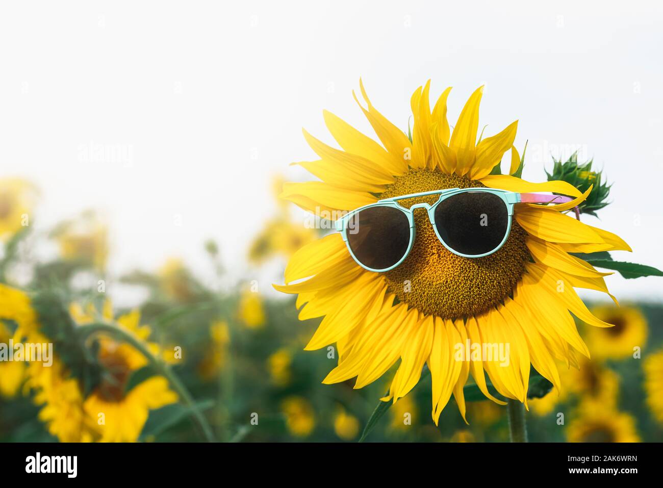 Sunny summer concept with sunflower wearing sunglasses in a field of yellow flowers. Summer vacay background. Summer heat and bloomed sunflower. Stock Photo