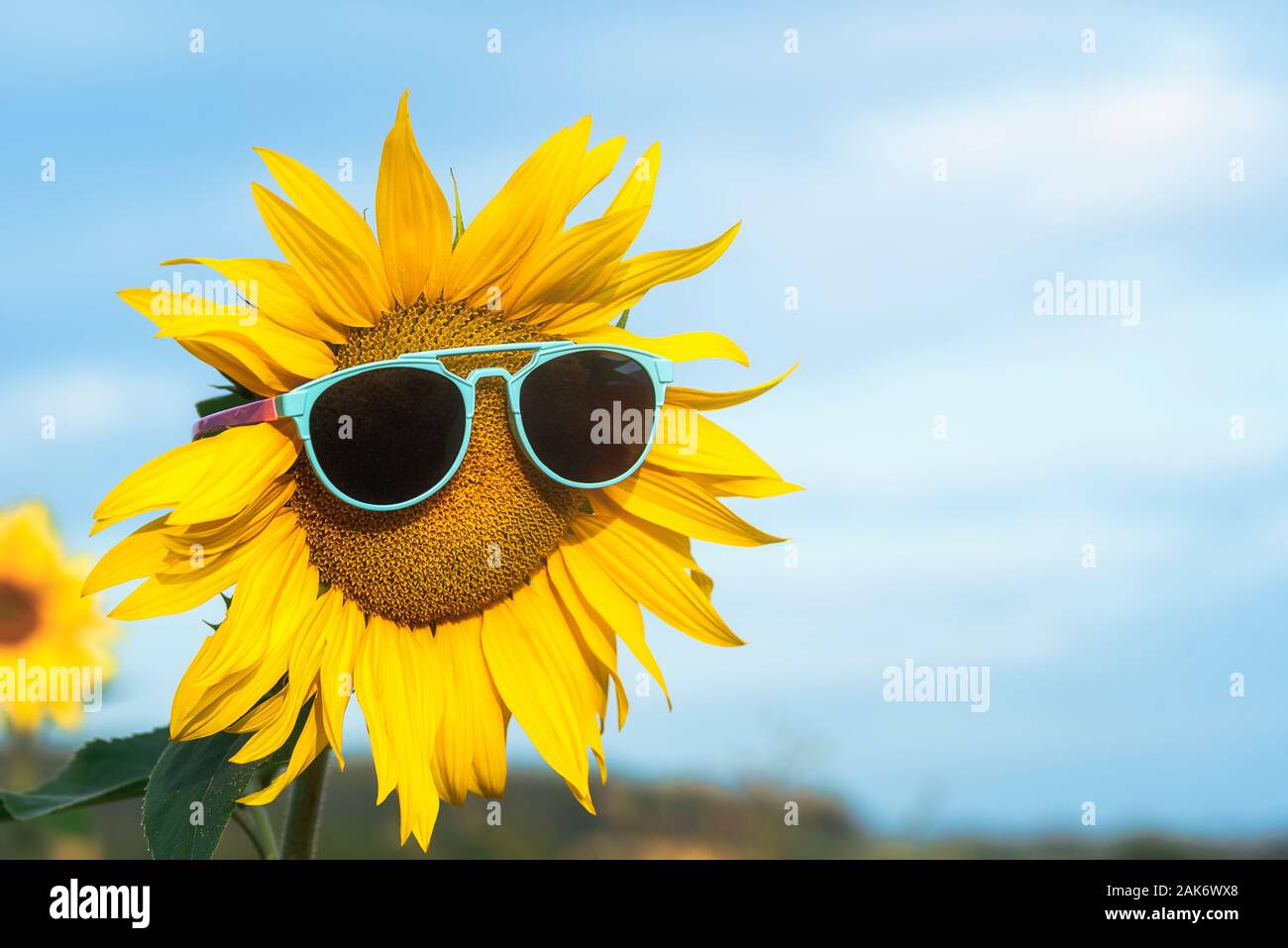 Yellow sunflower with sunglasses against a blue sky, on summer sunny day. Happy and sunny summer concept. Summer vacation background. Bloom sunflower Stock Photo