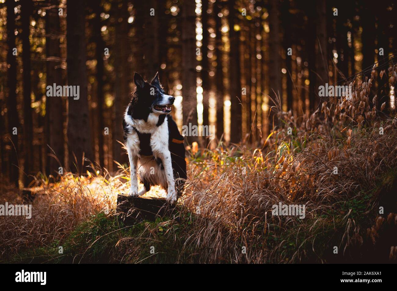 Portrait of the dog in forest. The border collie staying on the stump. Stock Photo