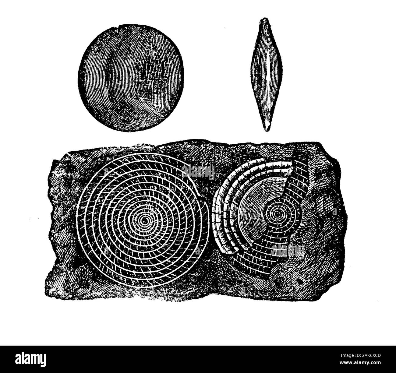 Nummulites fossil shells of the  marine protozoan Nummulites common in Eocene to Miocene marine rocks, used as coins by the ancient Egyptians. Stock Photo