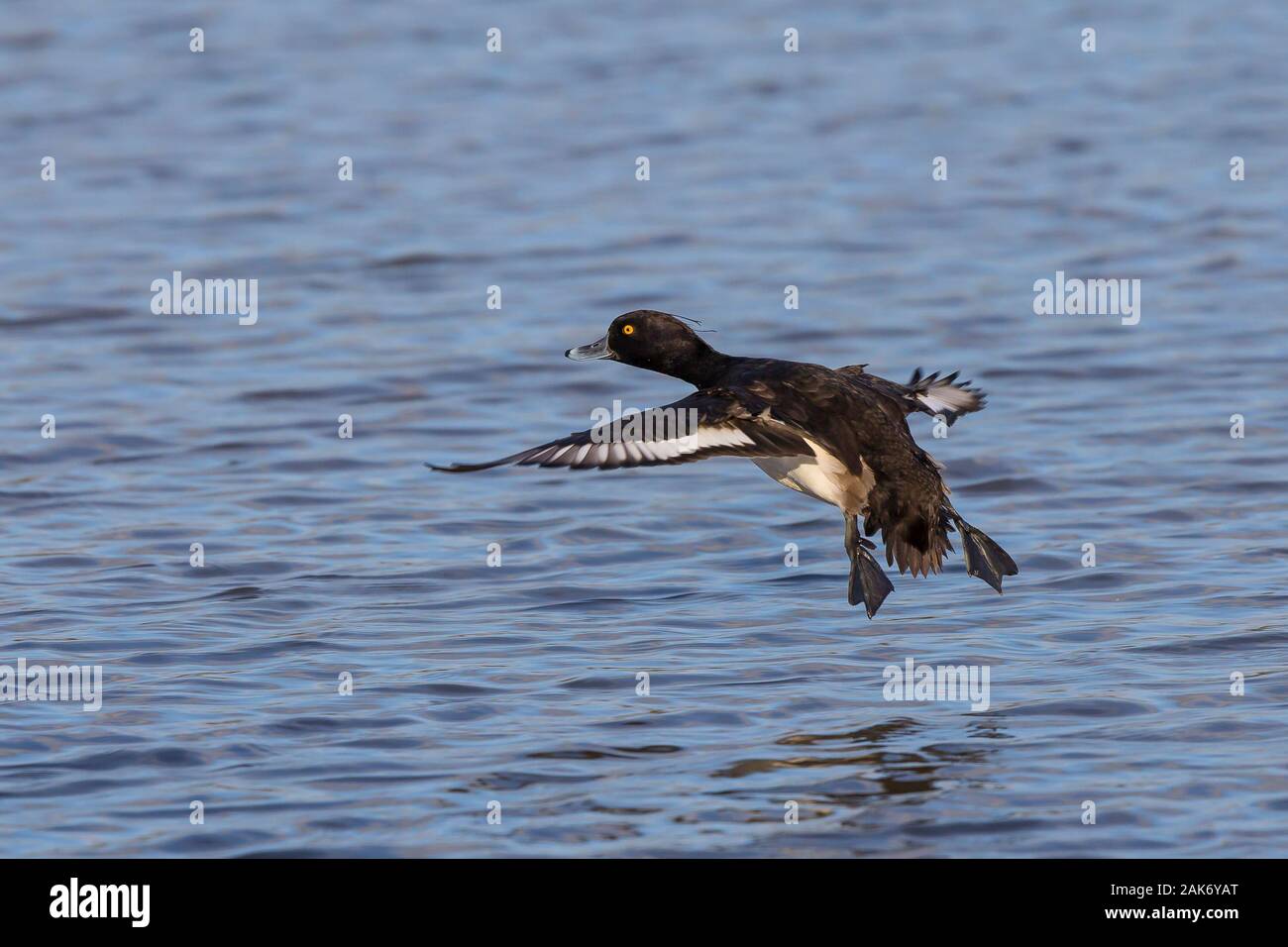 Rear view close up sunlit, male UK tufted duck (Aythya fuligula) isolated in midair flight. Tufted drake flying over water ready to land, wings spread. Stock Photo