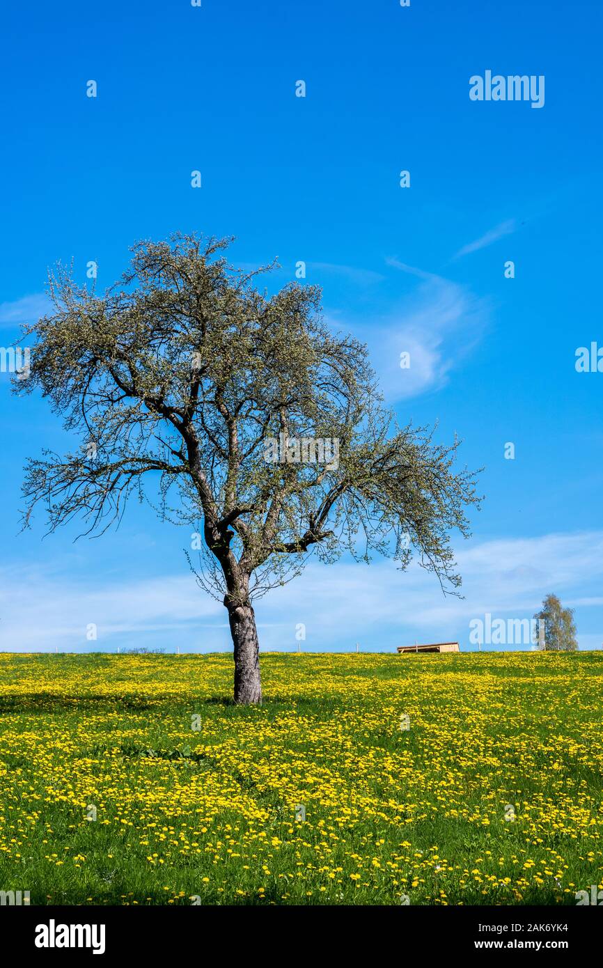 Spring meadow with tree Stock Photo - Alamy