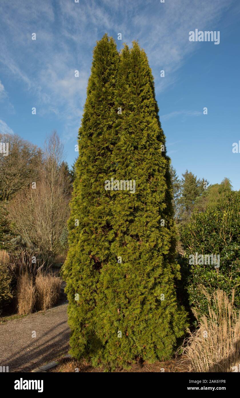 Winter Foliage of an Evergreen White Cedar or Eastern Arborvitae Tree (Thuja occidentalis) in a Park with a Bright Blue Sky Background Stock Photo