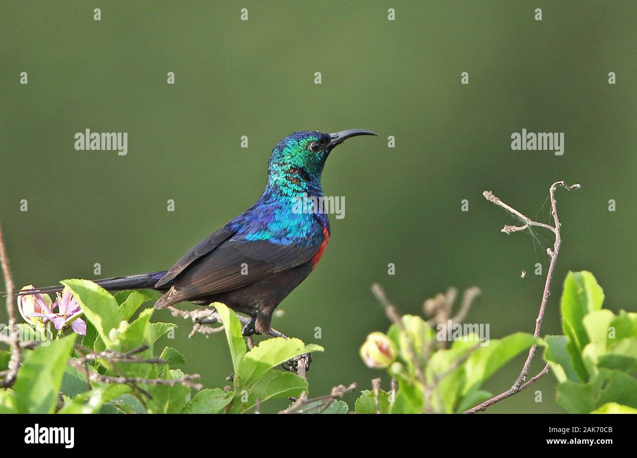 Uganda sunbird hi-res stock photography and images - Alamy