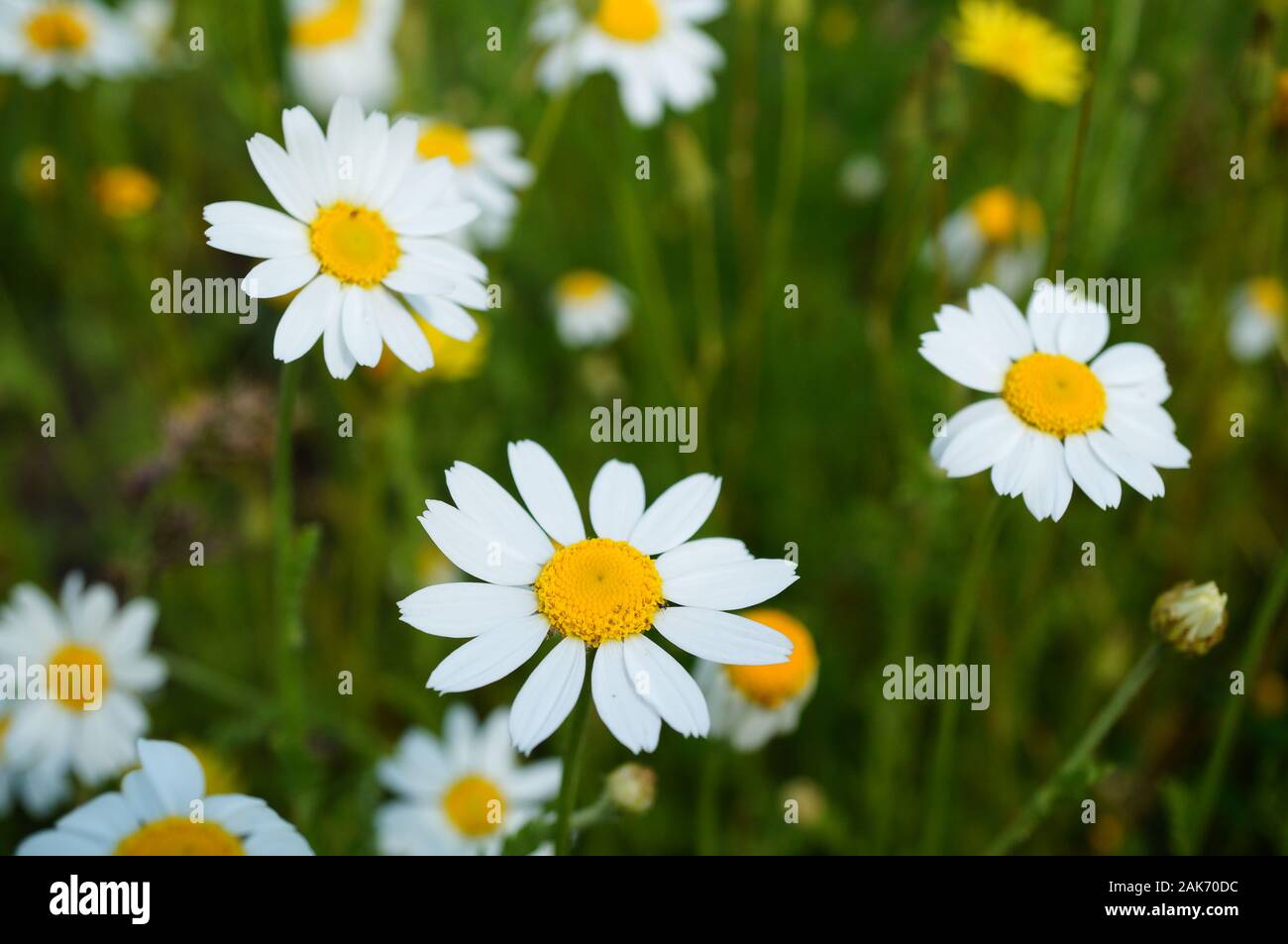 Cool nature photos hi-res stock photography and images - Alamy