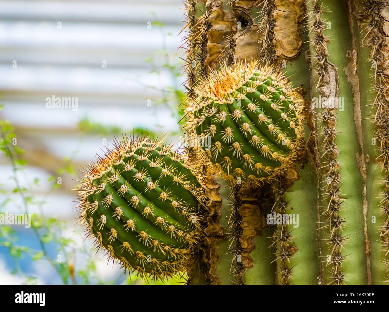 big cactus growing new branches, growth process of a cactus tree