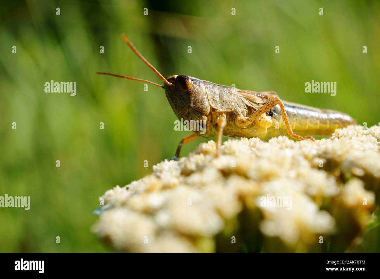 Wildflowers for insects hi-res stock photography and images - Alamy