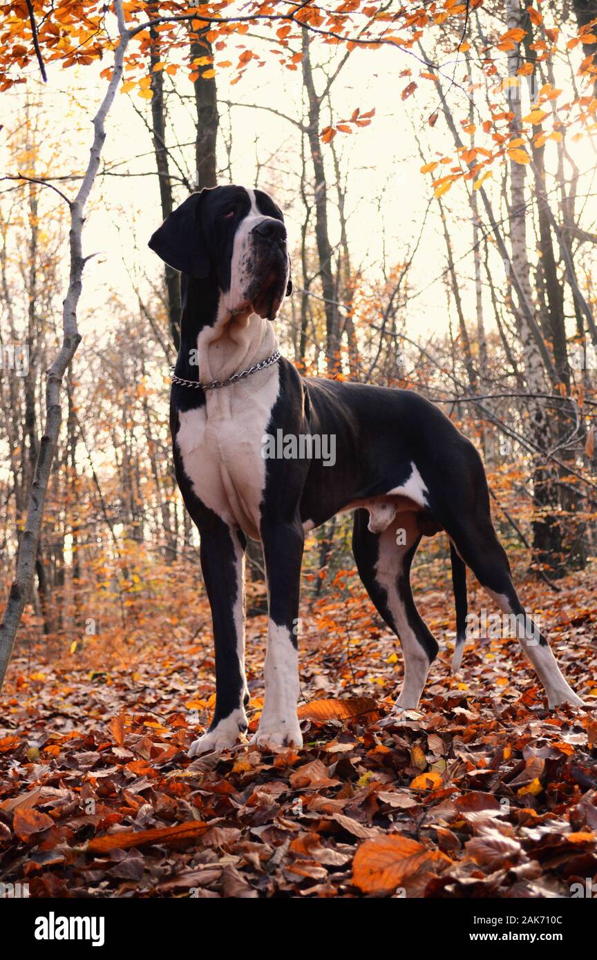 Beautiful dog of the Great Dane breed, in a forest during the autumn season. Stock Photo