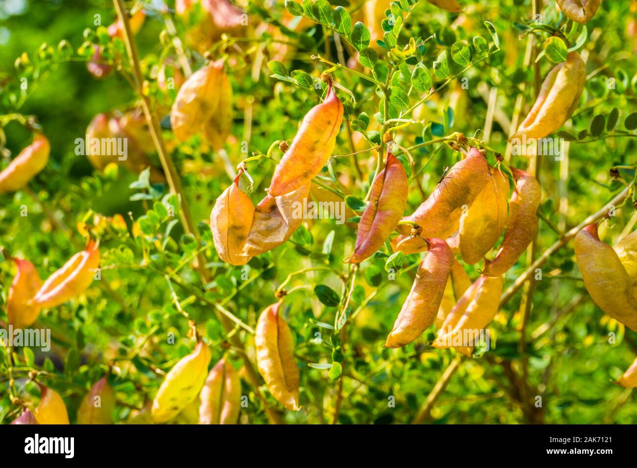 bladder senna bush, tropical plant with many seed pods, exotic specie from Europe and Africa Stock Photo