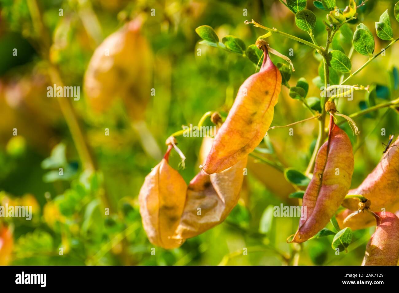 closeup of the seed pods of a bladder senna bush, tropical plant specie from Europe and Africa Stock Photo