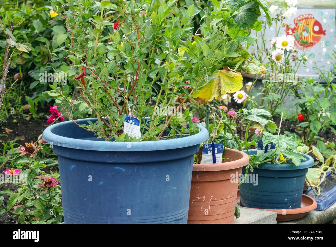 Potted plants in garden in plastic flower pots, allotment garden Stock Photo