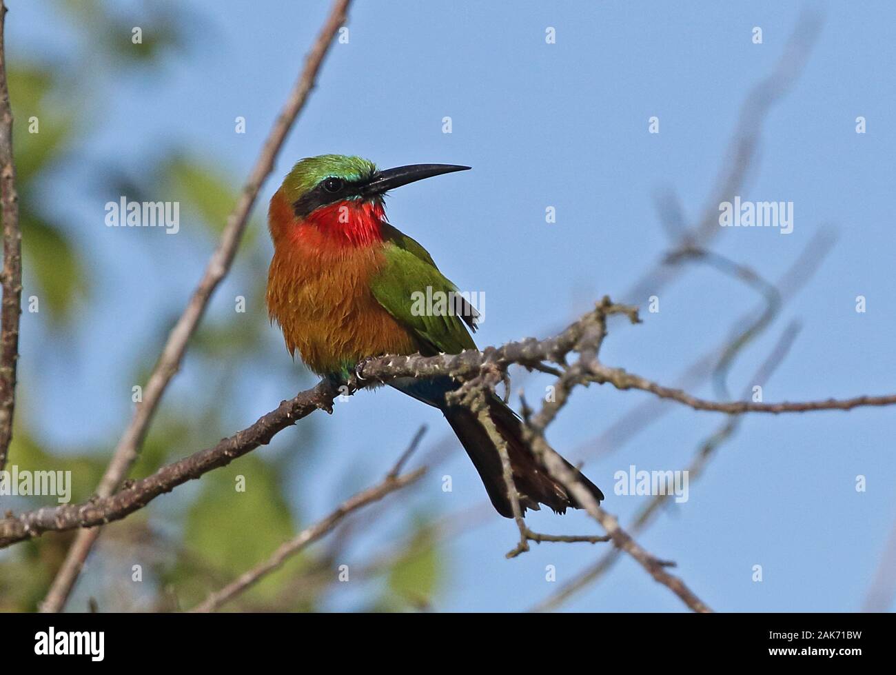 Red-throated Bee-eater (Merops bulocki frenatus) adult perched on twig  Murchison Falls National Park, Uganda      November Stock Photo