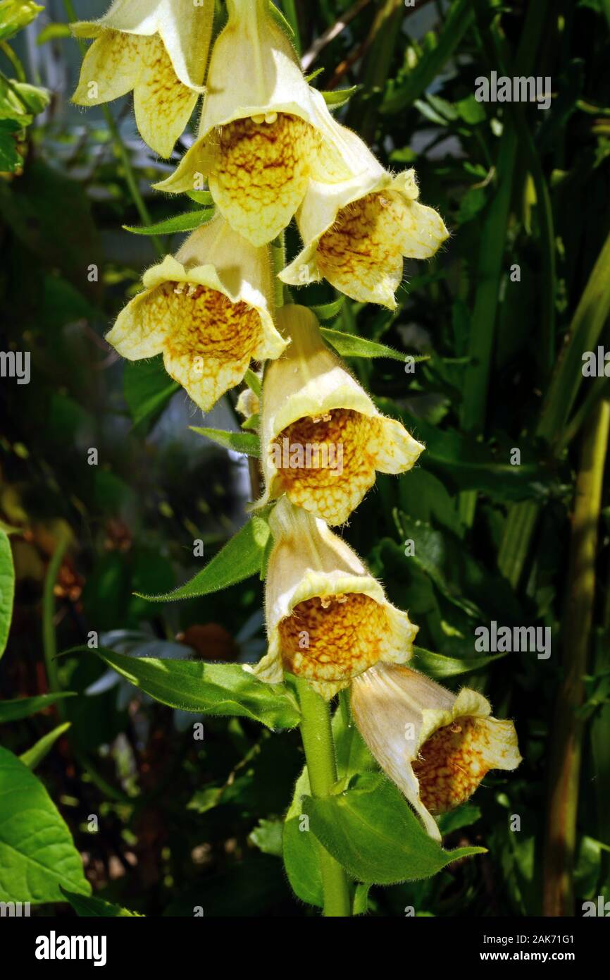 Digitalis lutea (small yellow foxglove) is native to Europe and Africa occurring in woodlands and forest rides. Stock Photo